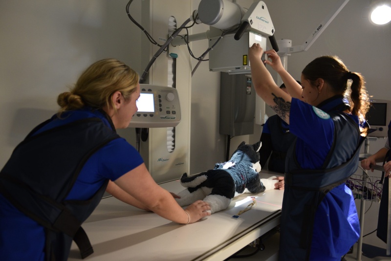 Massasoit Vet Tech Students Training on Imaging Equipment